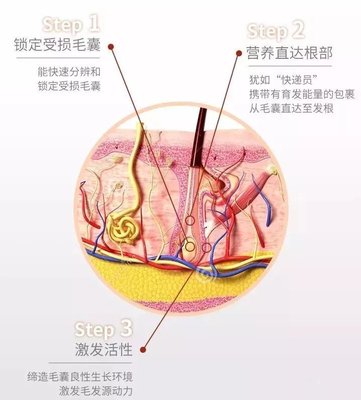 揭秘毛囊奥秘，最新进展与未来研究方向探索